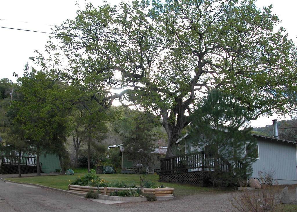Sequoia Motel スリー・リバーズ エクステリア 写真