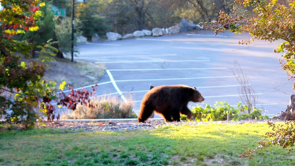 Sequoia Motel スリー・リバーズ エクステリア 写真